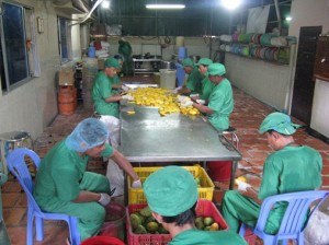 Cambodian Harvest cutting room